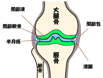 膝関節の図 - 整体室ReBody